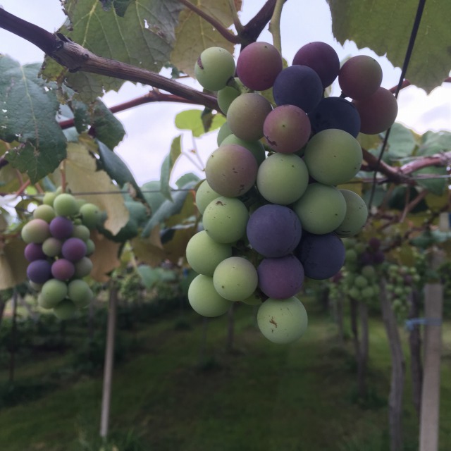 IMG_0292_20150814_060426